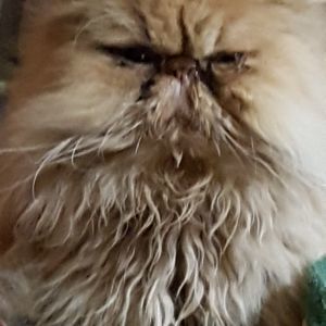 Meet your Posher, Suzanne